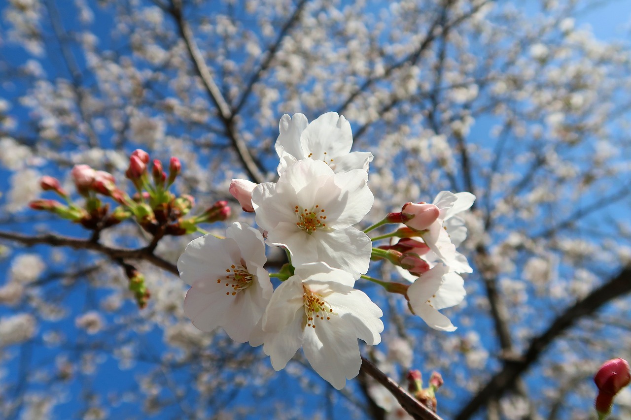 呉服町診療所の桜