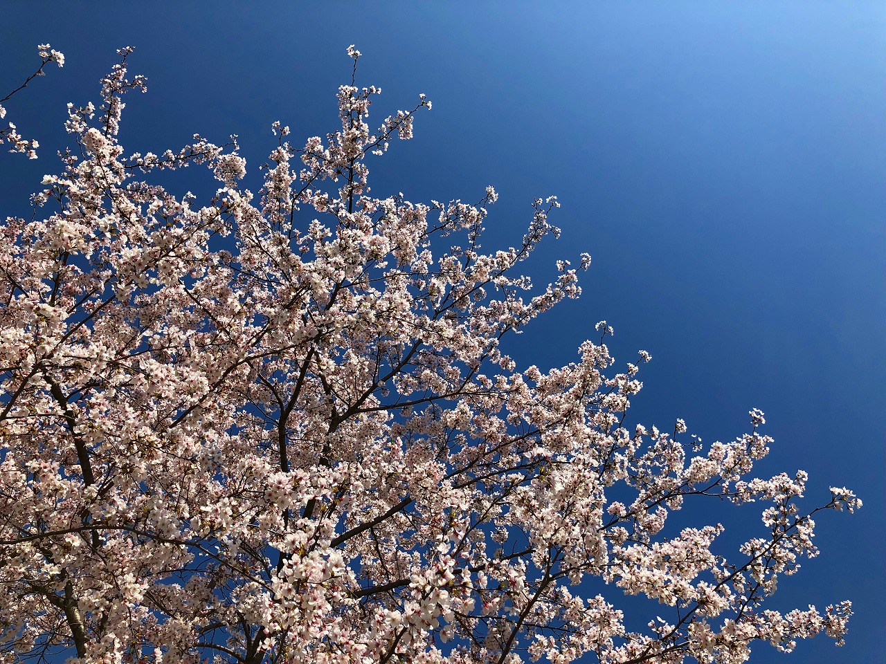 呉服町診療所の桜