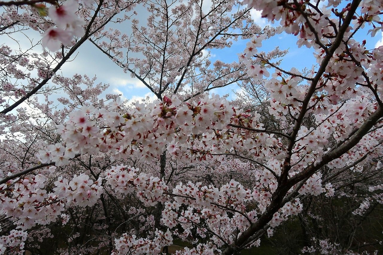 緑川ダムの桜 2019.3.31