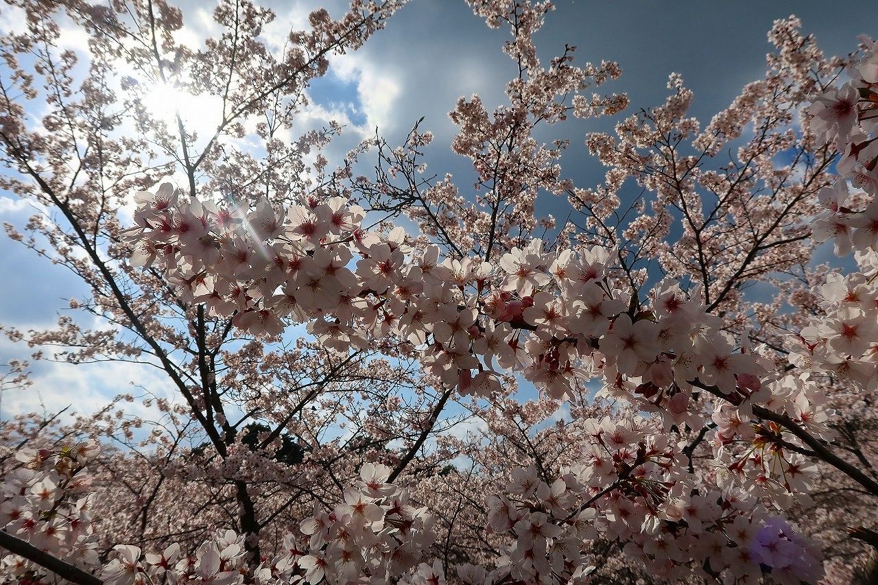 緑川ダムの桜 2019.3.31